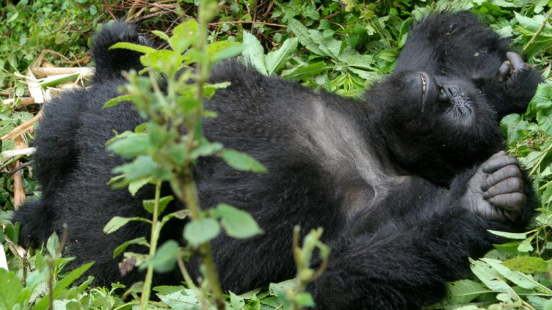 Virunga Mountains, Rwanda ©Cyndie Burkhardt.