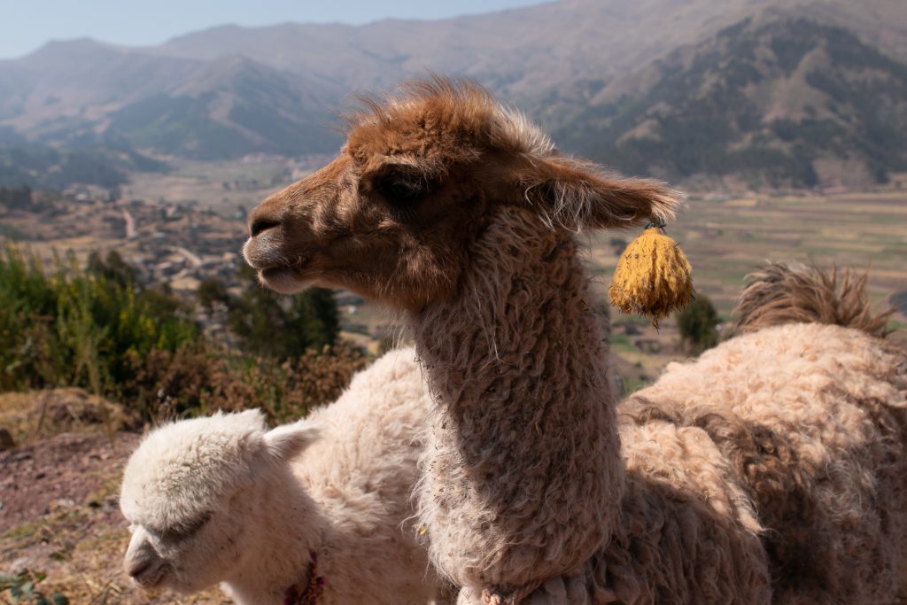 Nature walk in Chinchero, Peru ©2019, Cyndie Burkhardt