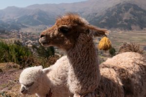Nature walk in Chinchero, Peru ©2019, Cyndie Burkhardt