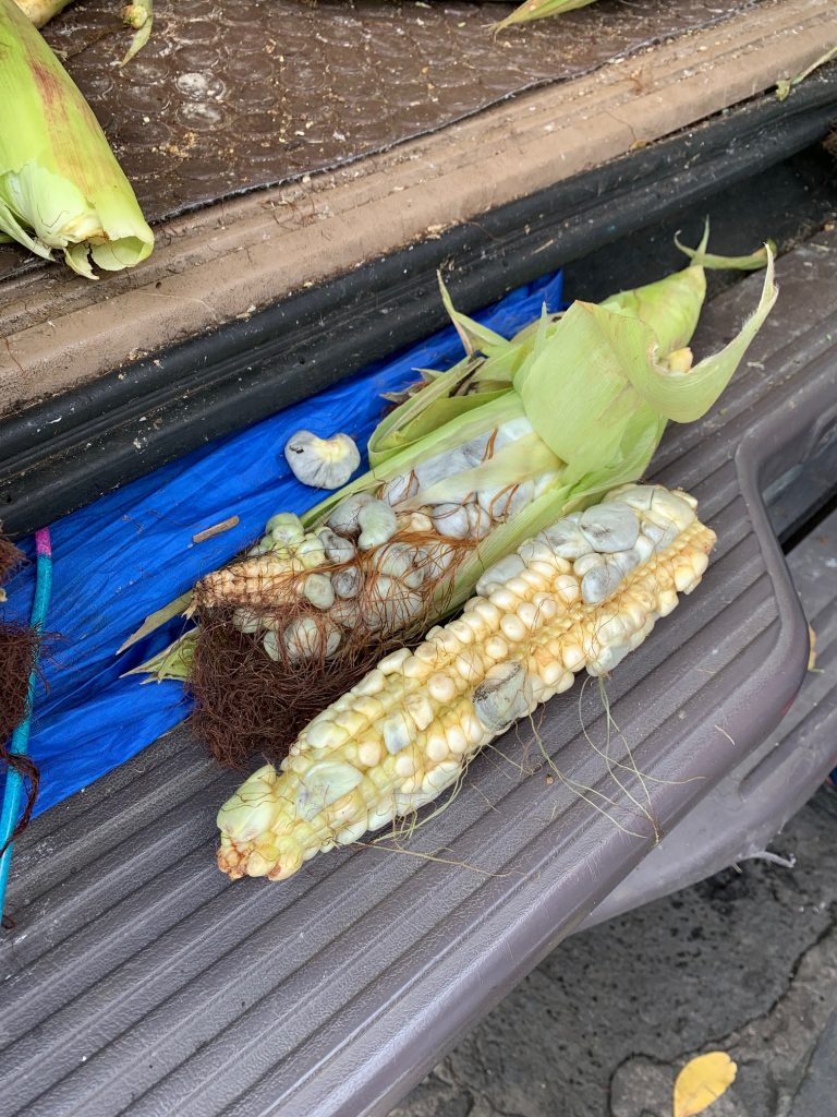 "Black Gold" Corn, Tepoztlan, Mexico ©2019, Cyndie Burkhardt