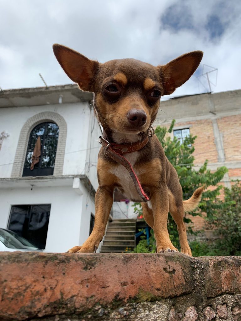Chihuahua, Taxco, Mexico ©2019, Cyndie Burkhardt