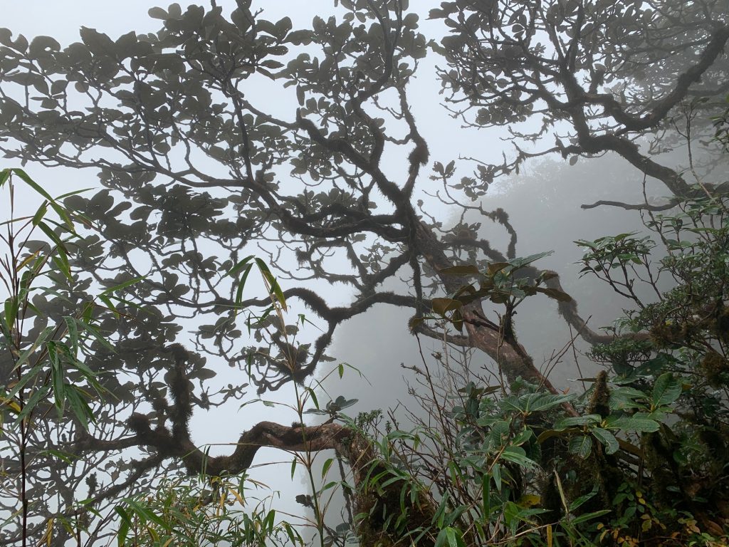 Fansipan Mountain, Sapa, Vietnam ©2019, Cyndie Burkhardt.