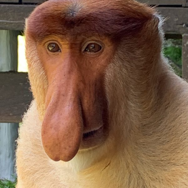 Proboscis monkey, Borneo, Malaysia, ©2020, Cyndie Burkhardt.